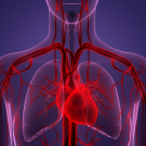 human circulatory system