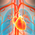 cardiovascular system