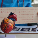 3d-model-of-heart-with-EKG-behind-it