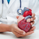 Heart model in doctor's hands
