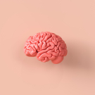 Pink brain on pink background