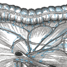 intestine