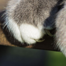 cat claw