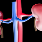 Kidneys