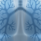 lungs