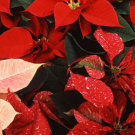 Poinsettia